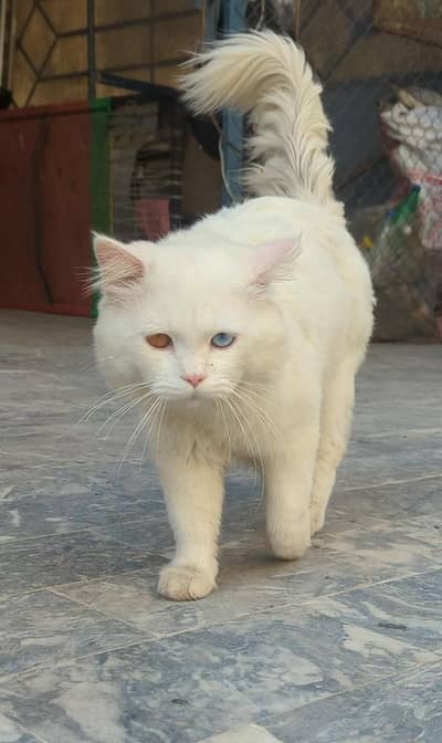 Male Persian Cat  Odd Eyes (Blue & Brown) with accessories