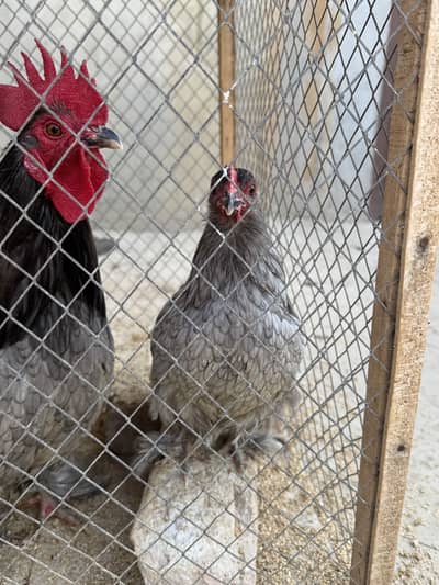 Blue Bantam for sale in Bahawalpur A grade quality
