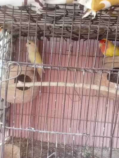 lutino bird pair