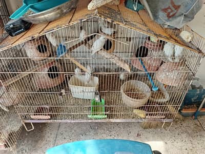 Albuna black eyes available