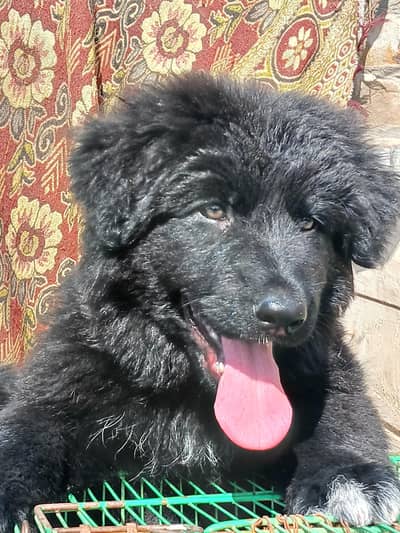 Black German shepherd Long Coat Female  pup