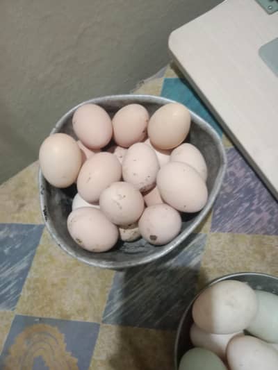 desi egg laying hens