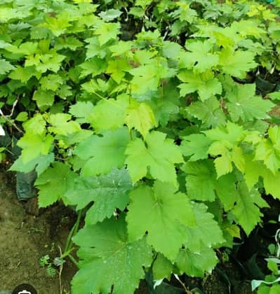 Grapes Plants for sale (different kindes) انگور کے پودے