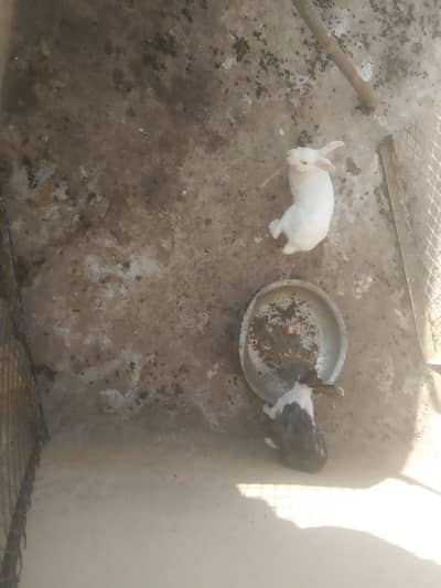 Rabbit breeder pair for sell