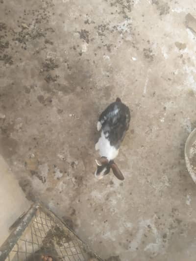 Rabbit breeder female for sell