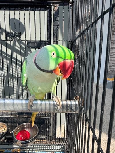 raw parrot home trained with kids