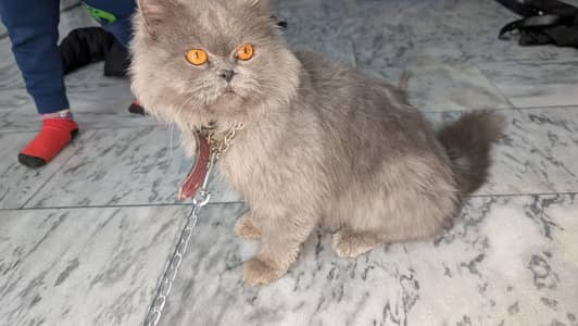 person female Smokey cate