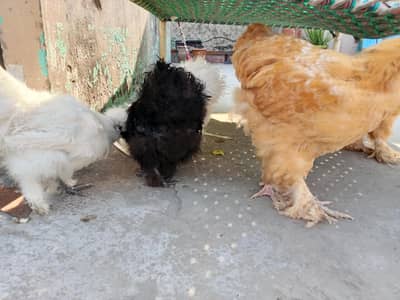 pure bred good quality Silkie trio 1 white pair with a black hen