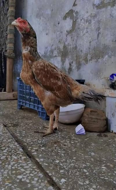 eggs laying band gaddi ki murghi