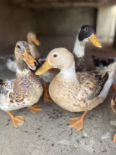 Ducks for sale