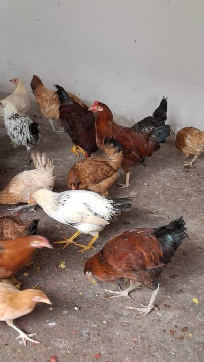 golden misri | desi murghi | eggs laying hens  misri hen