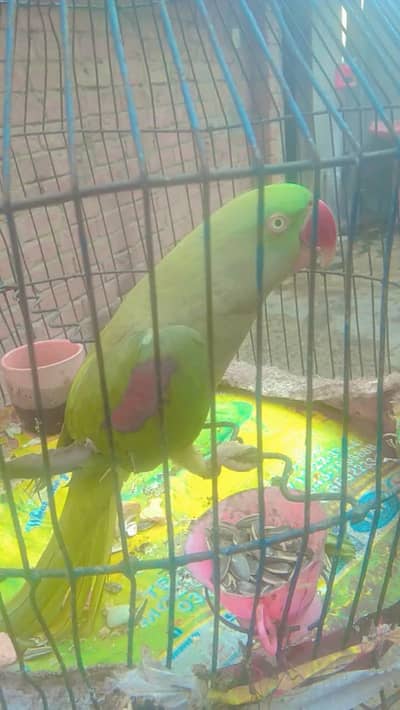 raw parrot talking female