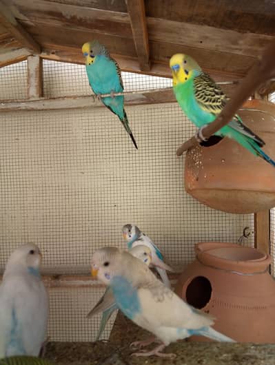 Breeder bajres pair available