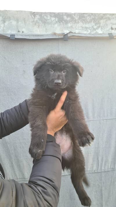 German Shepherd dog for sale puppy  only WhatsApp 03244911352