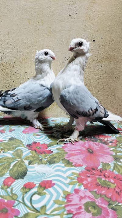 Sentient Blue bar Pair