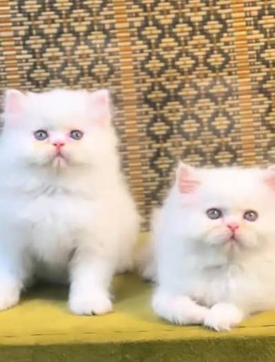 Persian female kitten for sale My WhatsApp number 03 20 24 100 47