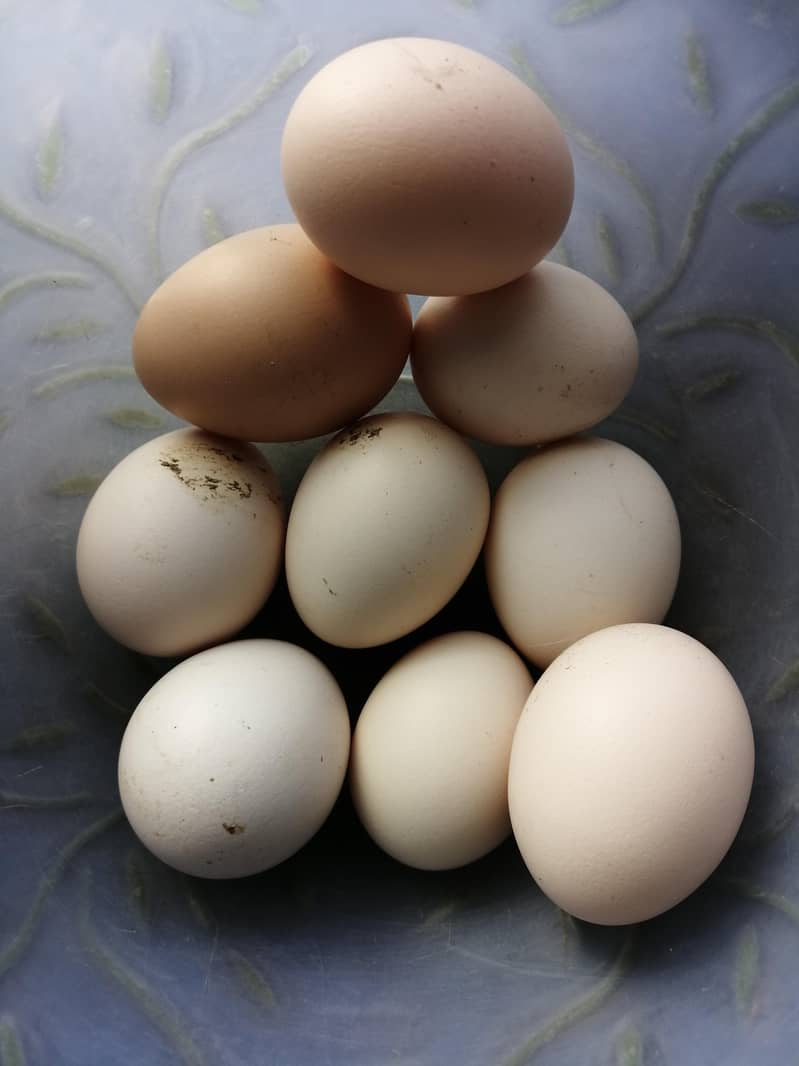 Desi Eggs 0