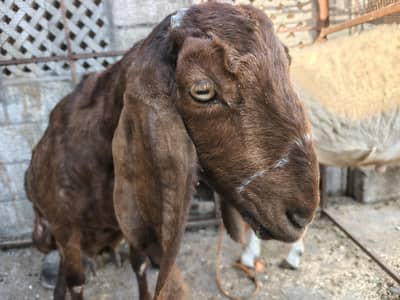 Beautiful Nagri  Goat