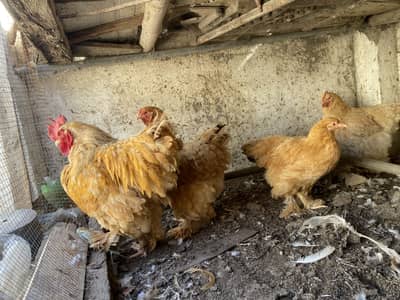 Golden buff set exchange possible