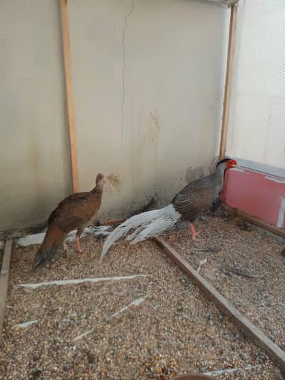 Silver ( Sur - khab ) Pair Available For Sale