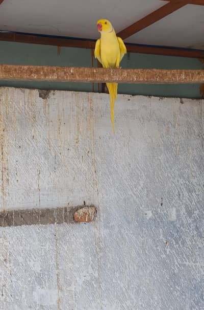 Yellow/Lutino Ringneck Male
