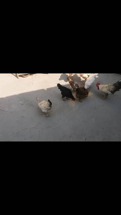 Egg laying hens & 1cock  for sale "4 golden misri, 3 layer-1600/ hen