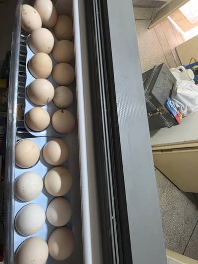 Astrolorp desi misri fertile eggs available for sale