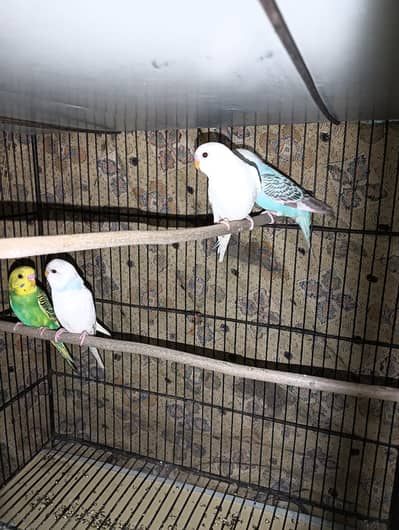 Australian Budgies