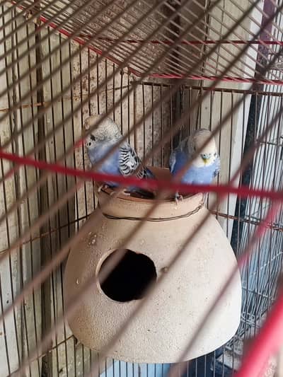 2 pear healdy and Active