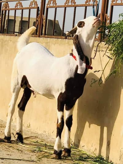 Rajanpuri bakra argent for sale 03203884276