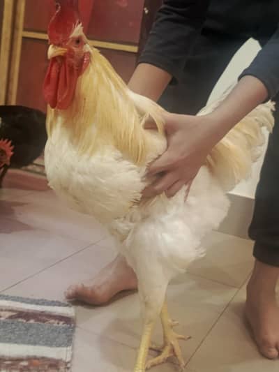 lohmann brown for  sale