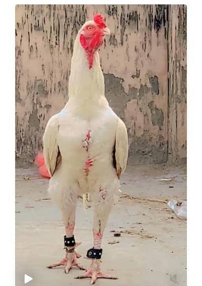 antique old blood line aseel