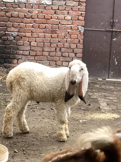 Kajla male bakra healthy and active pure breed