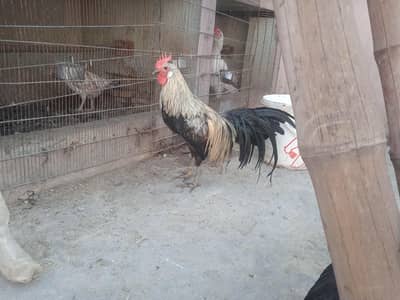 fancy, phonix , rir hertige