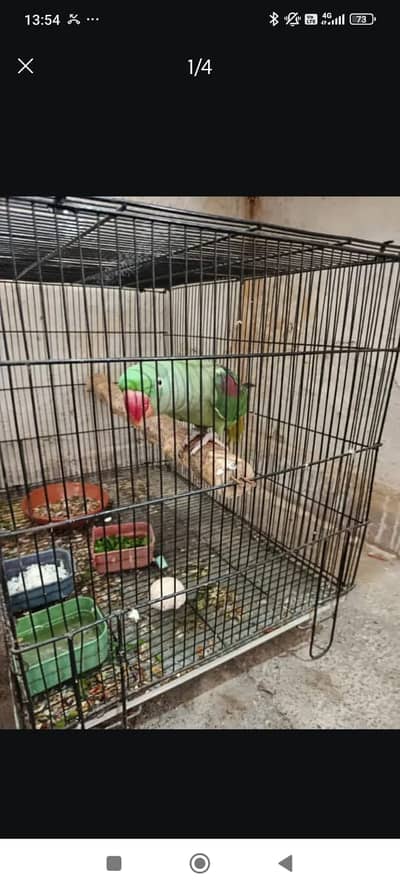 Red rosella male | Raw parrot female |  Cocktail breeder pair