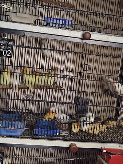 Albino Red, Decino Pathy