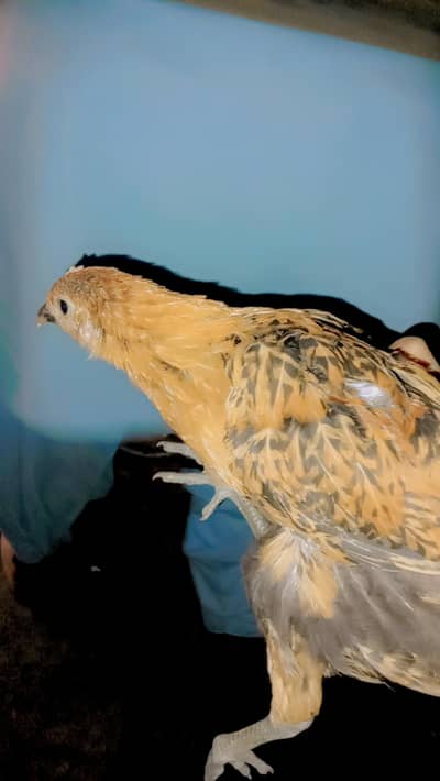 my hens is best please order 