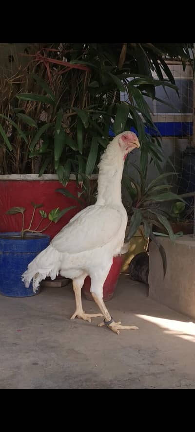 Pure German OH Shamo females