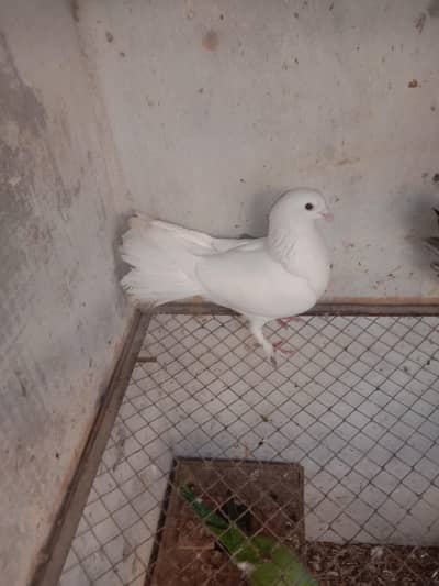 pigeon lkha