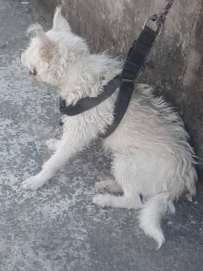 russain femle for sale