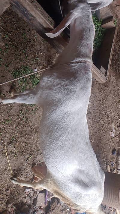 Gulabi nasal pure Rajan Puri bakri Goat