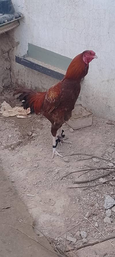 mje iski breed ka nae pta