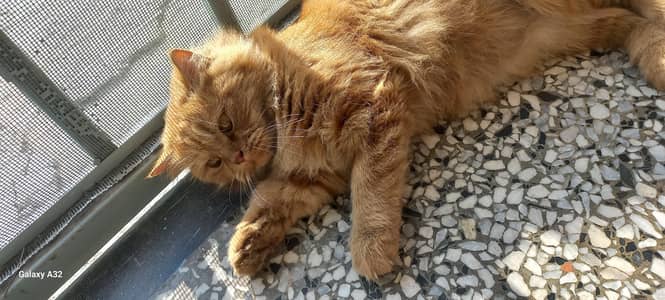 Persian triple coat punch face cat