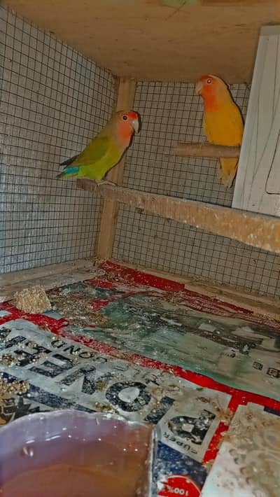 Love bird breeder pair
