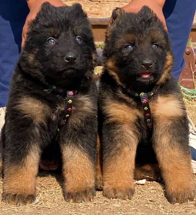 German Shepherd | triple coat german Shepherd | gsd puppies pair | dog