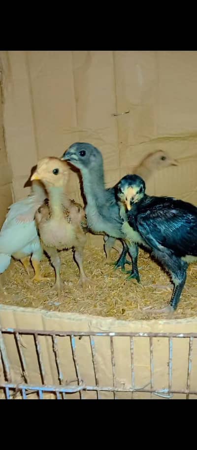 Blue Dragon White Heera Black Thai Burmi Chick's Available 03706073028
