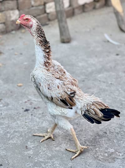 Interesting people contact me on WA 03165471124