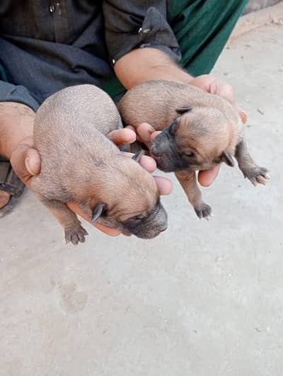 Belgium mallinois puppies are available for sale