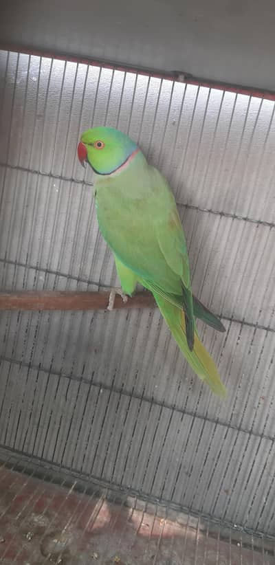 Cockatiel eno red (M) Pearl charcoal (F) Breeding pair