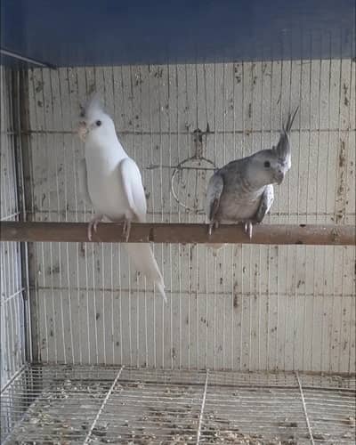 Cockatiel eno red (M) Pearl charcoal (F) Breeding pair